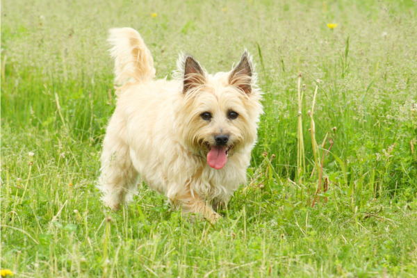 cairn terrier